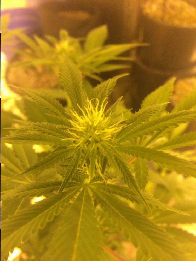 CBD Shark 2