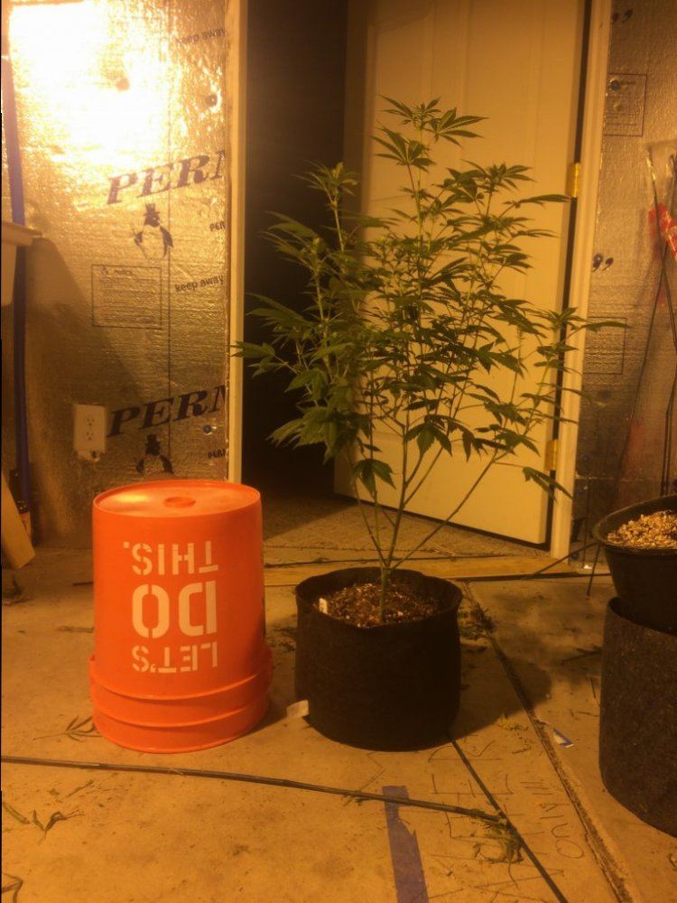 CBD Shark 3