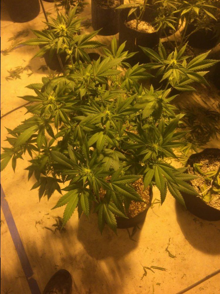 CBD Shark