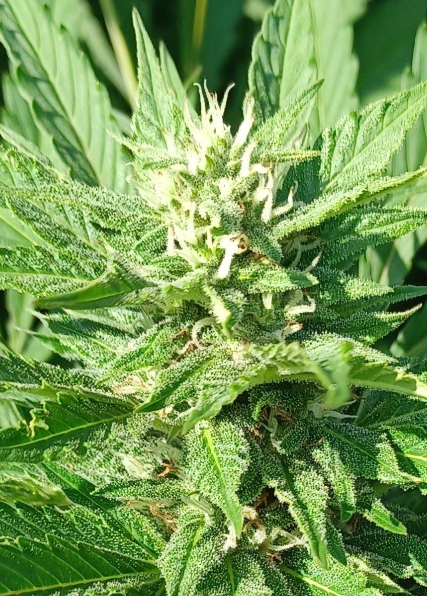 CBD Strawberry closeup