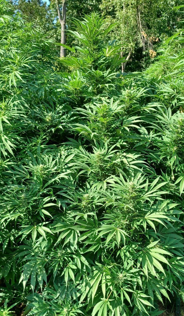 CBD Strawberry