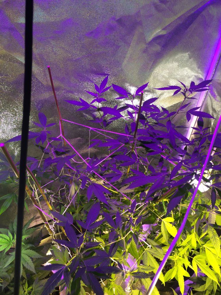 CBD1 copy