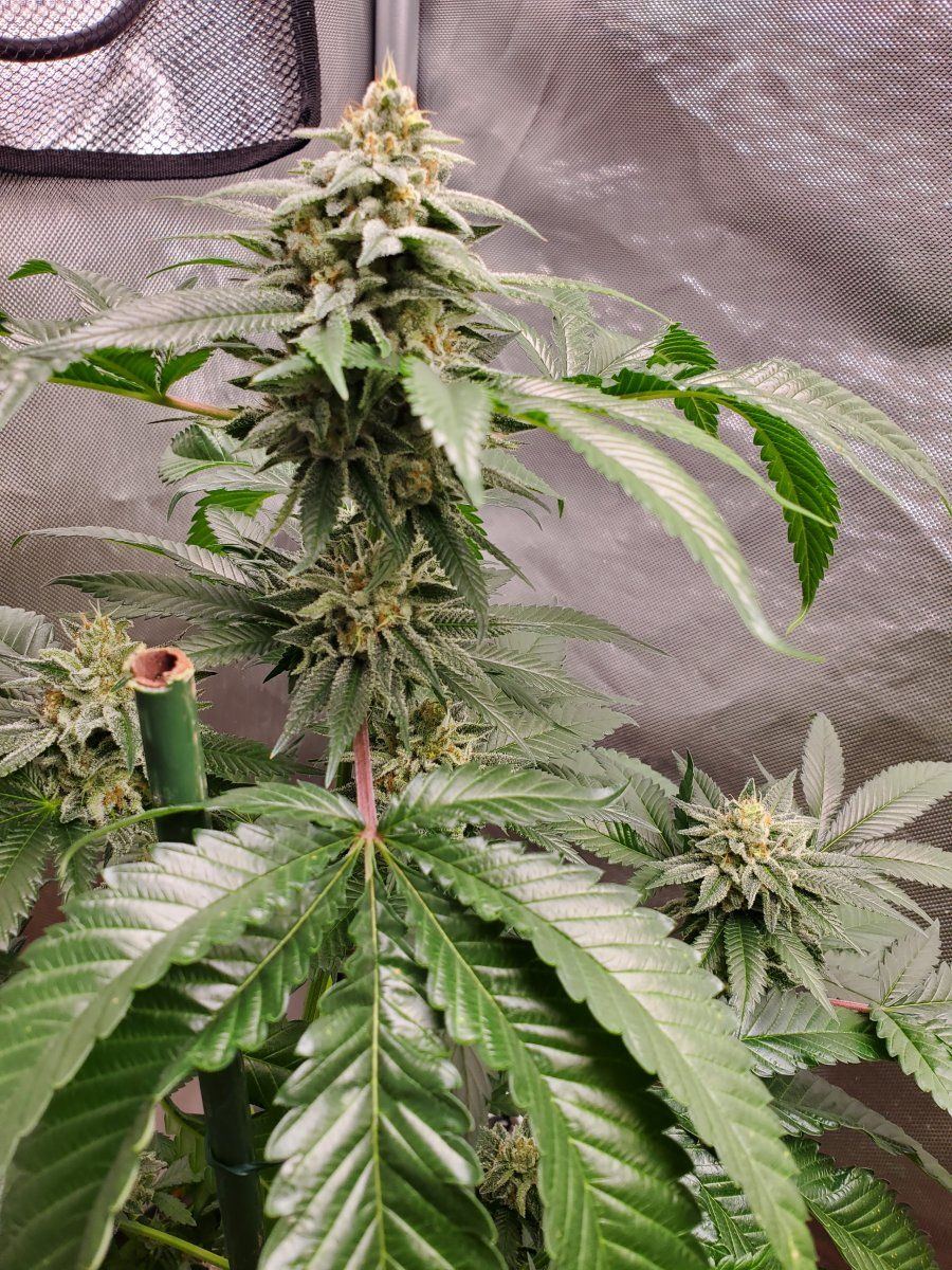 CBD1