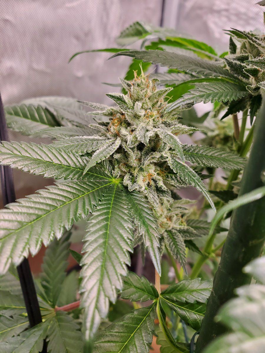 CBD2