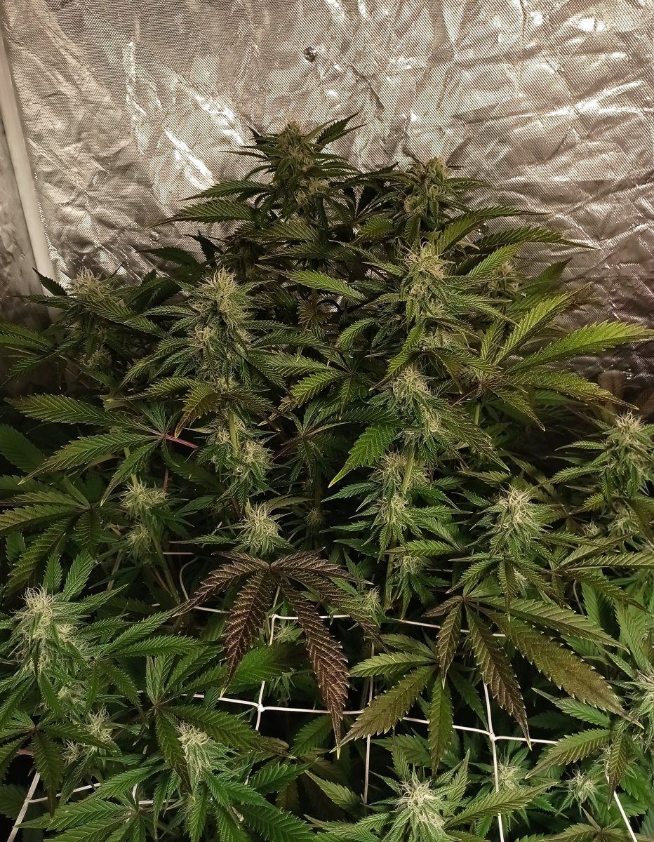 Cbdark