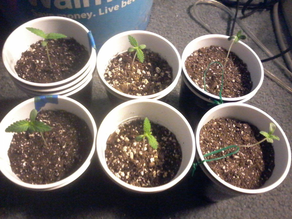 Cbdemon grow 2016