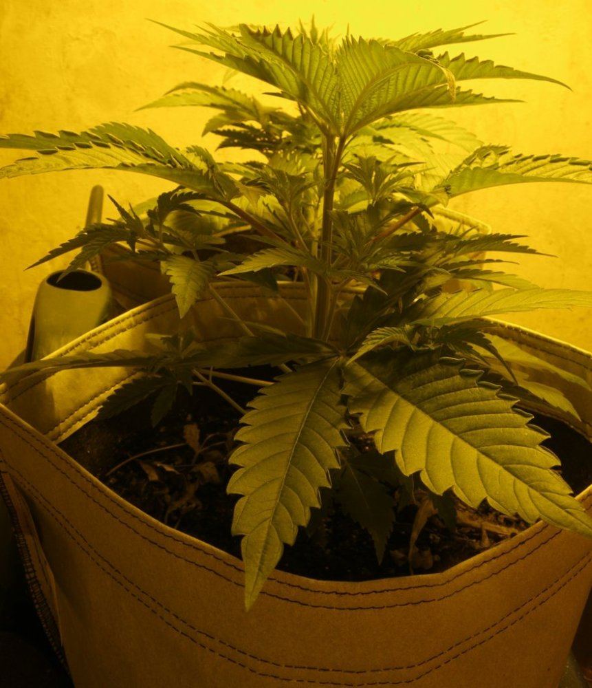 CBDNordleDay24B