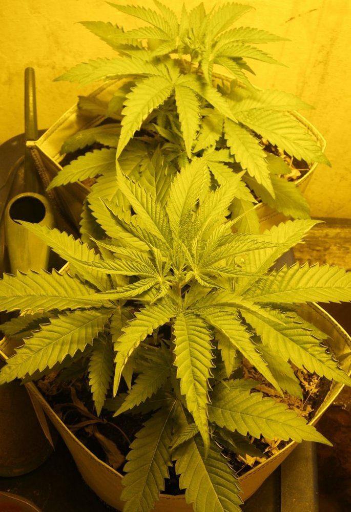 CBDNordleDay24C