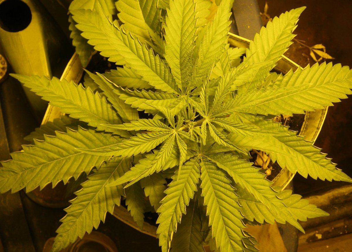 CBDNordleDay24D1
