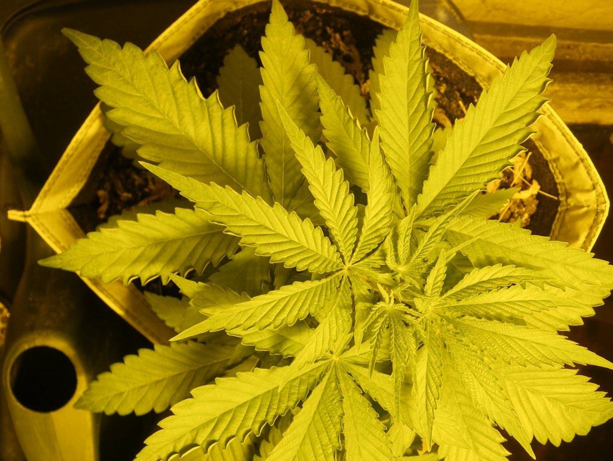 CBDNordleDay24D2