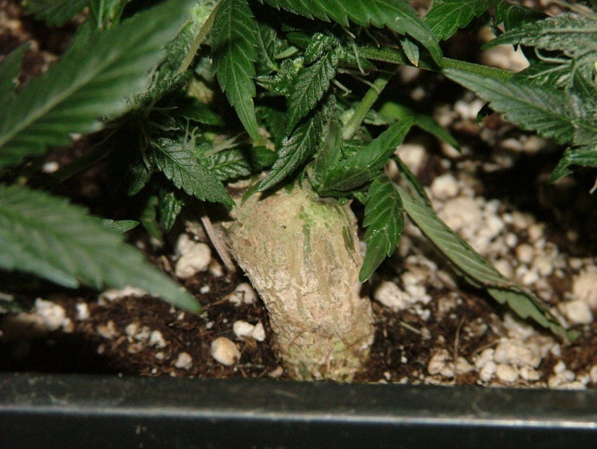 CBDS 2 2