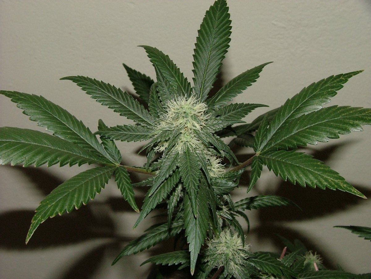 CBDS  3