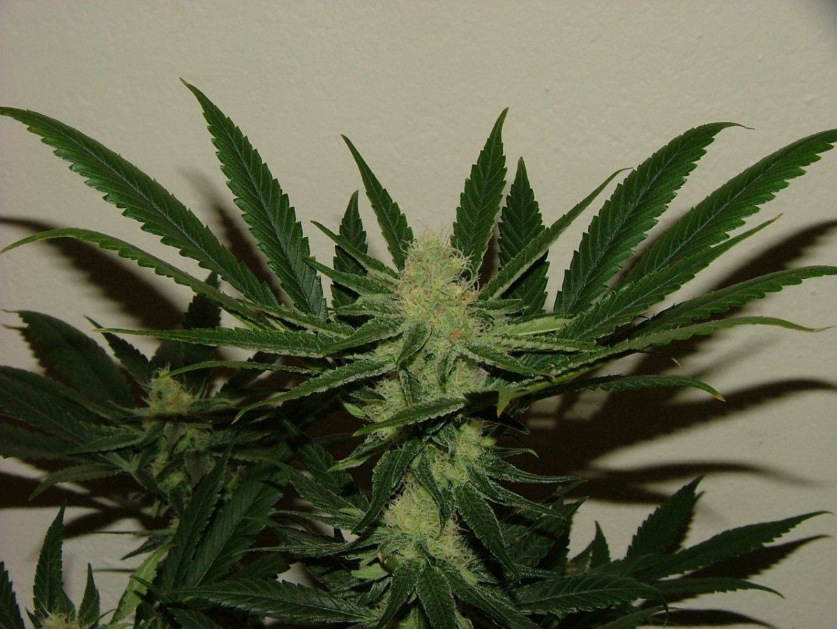 CBDS 4