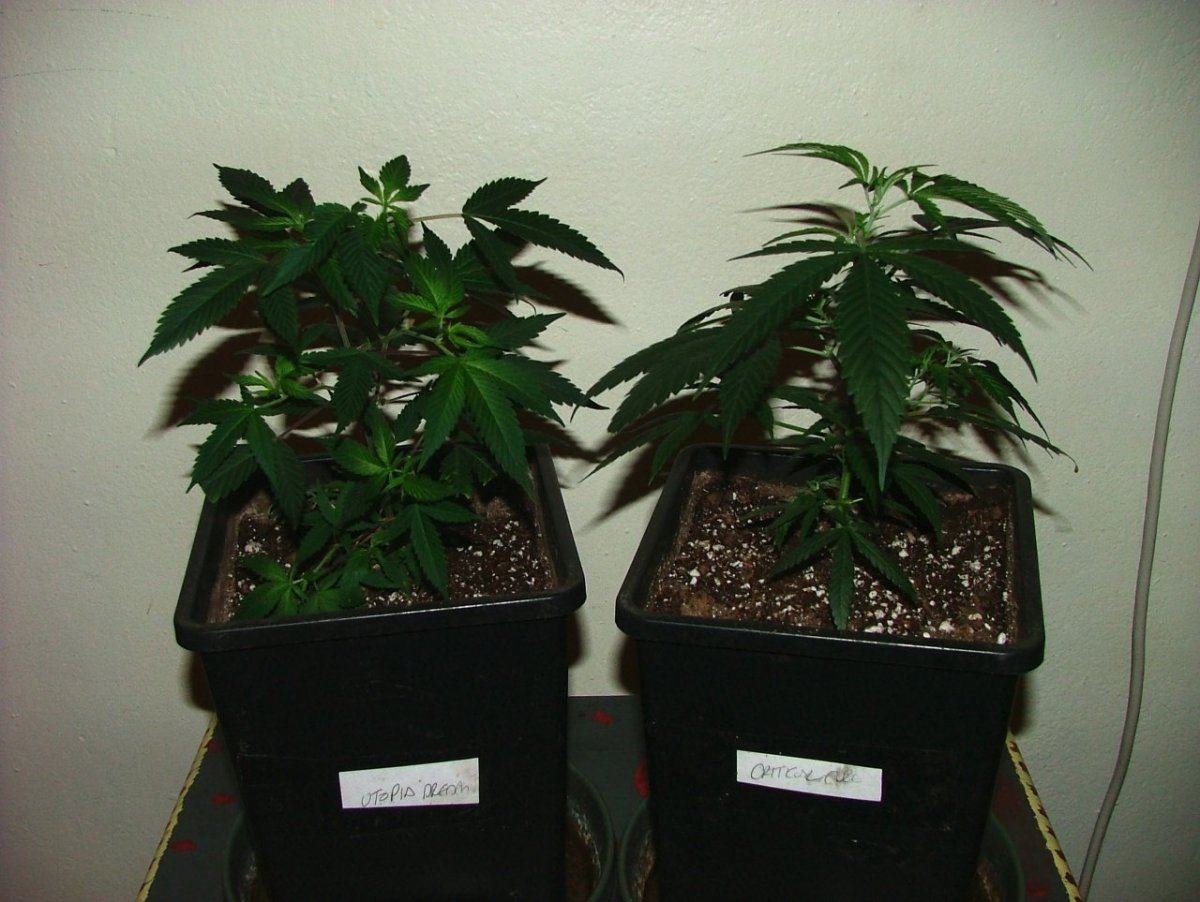 CBDS