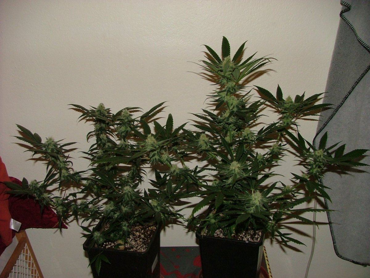 CBDS