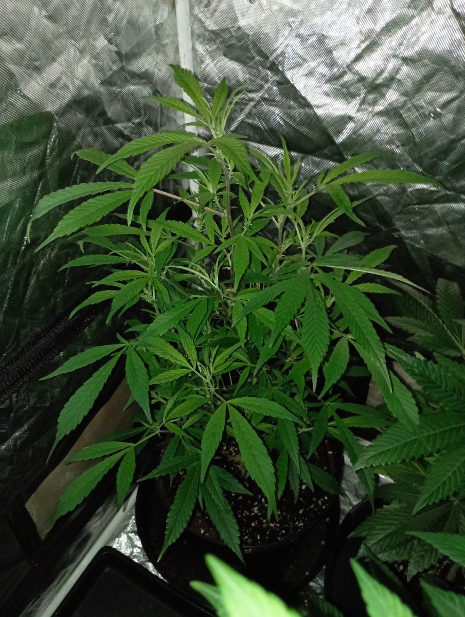 Cbjcclone