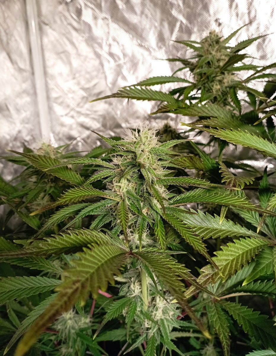 Cbpurple