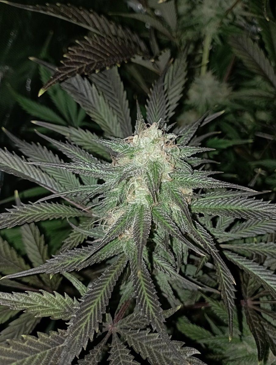 Cbthcf