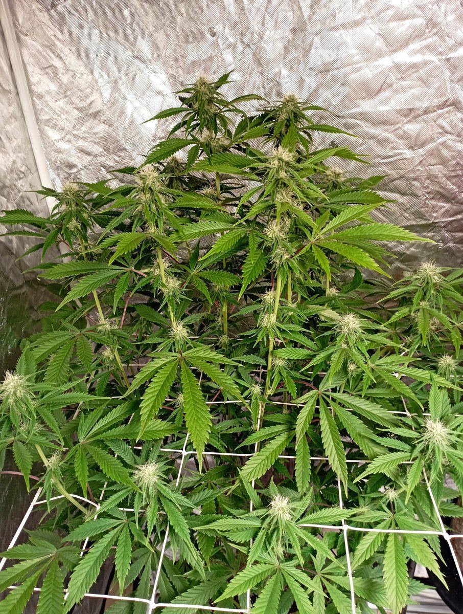 Cbweek3h