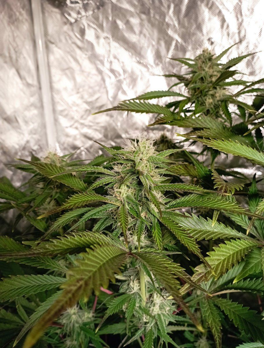 Cbwk5