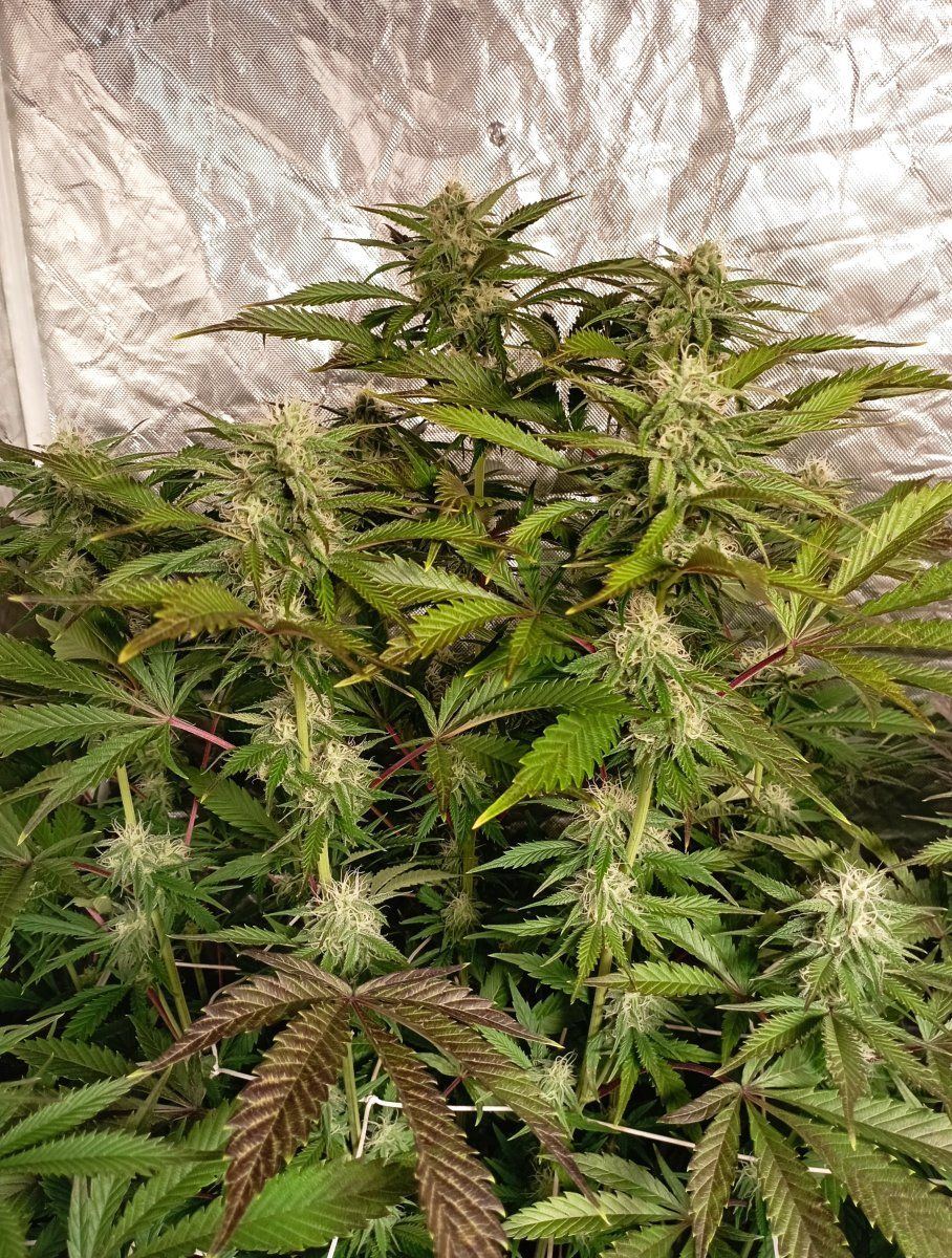 Cbwk5purple