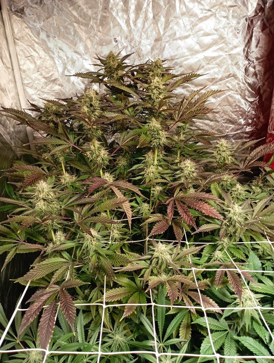 Cbwk6