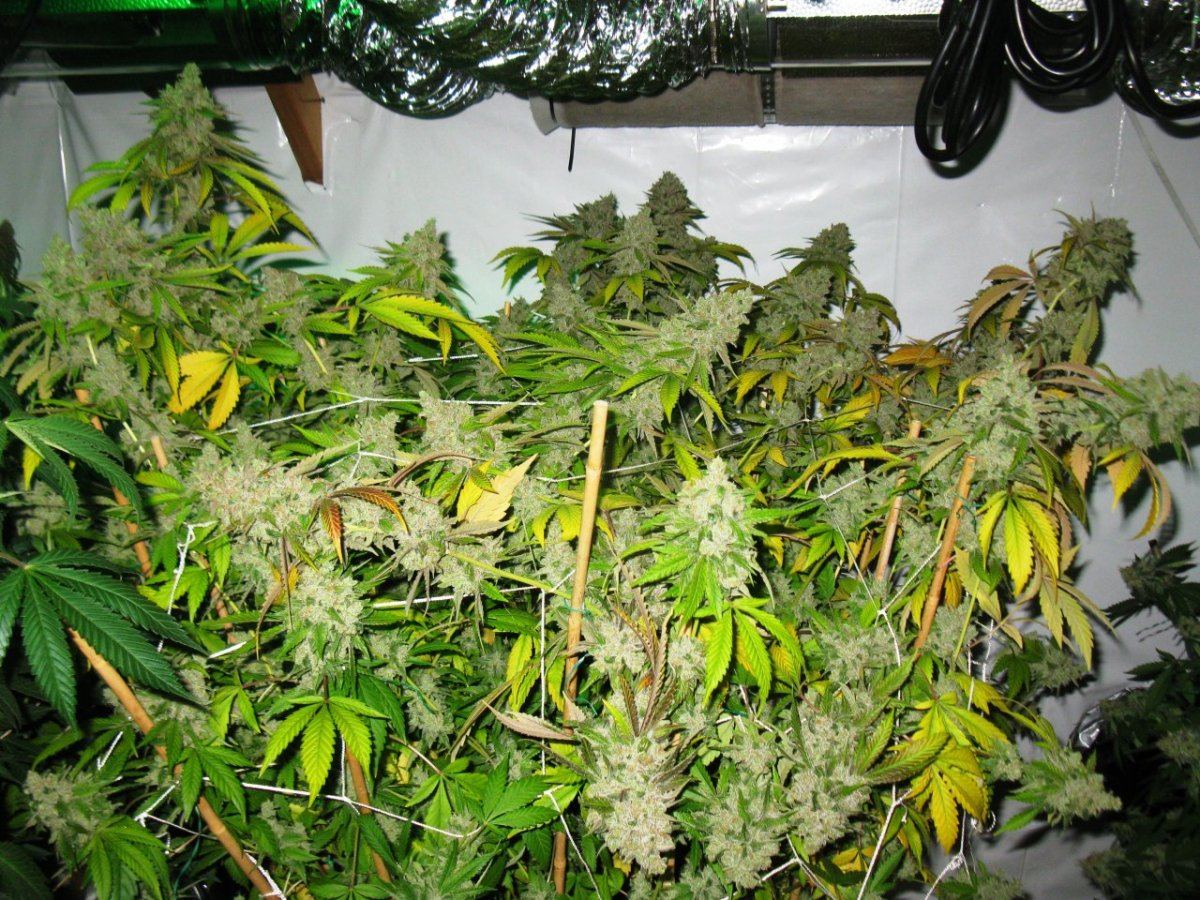 Cc 022