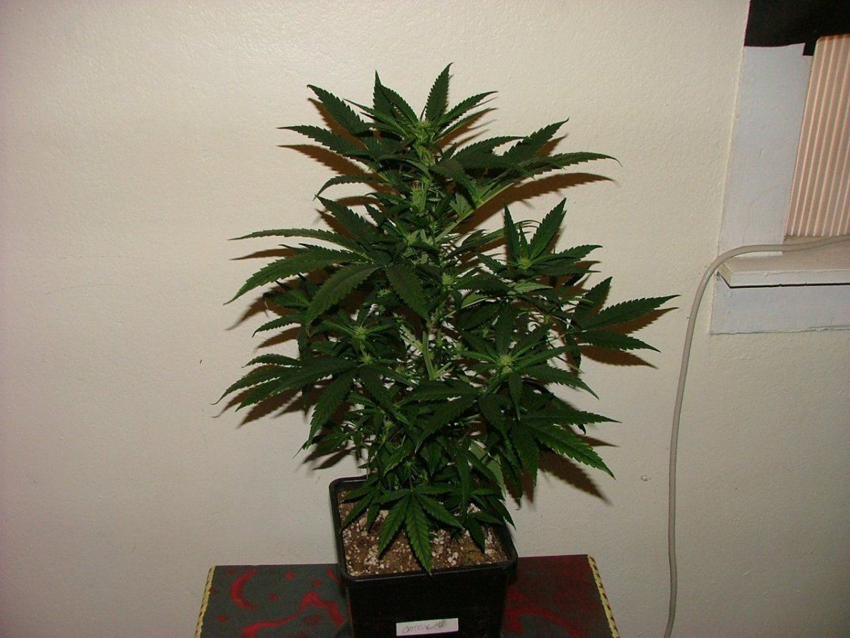 CC 1