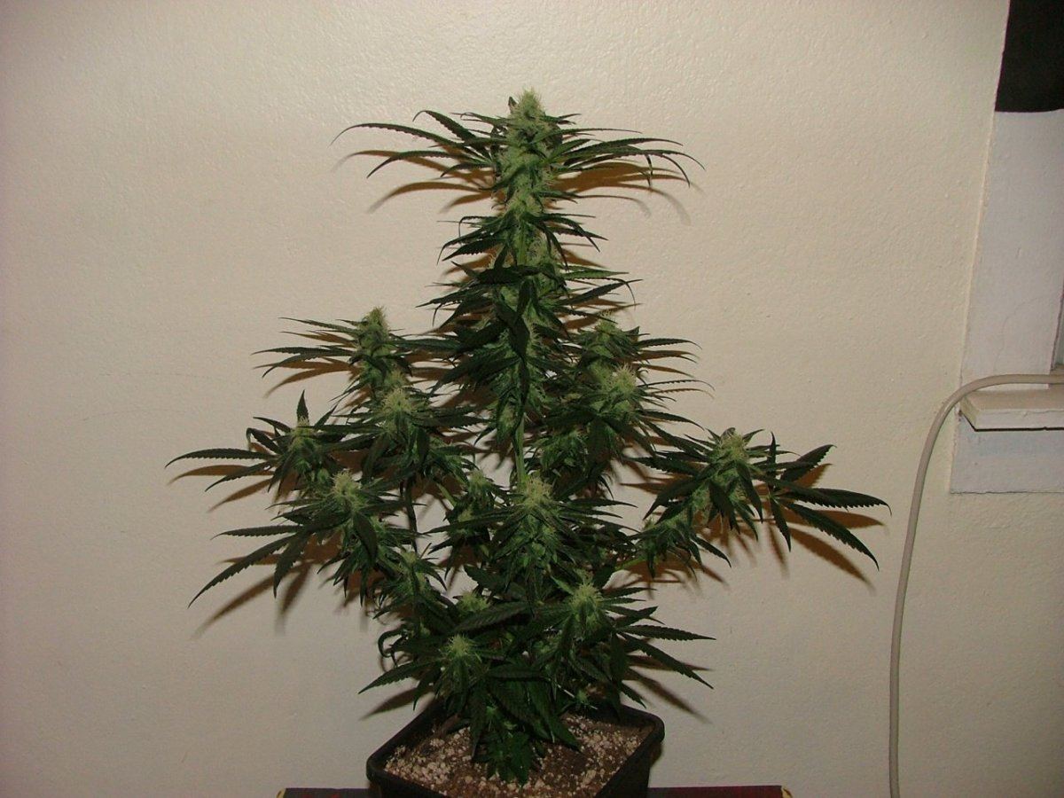 CC 1