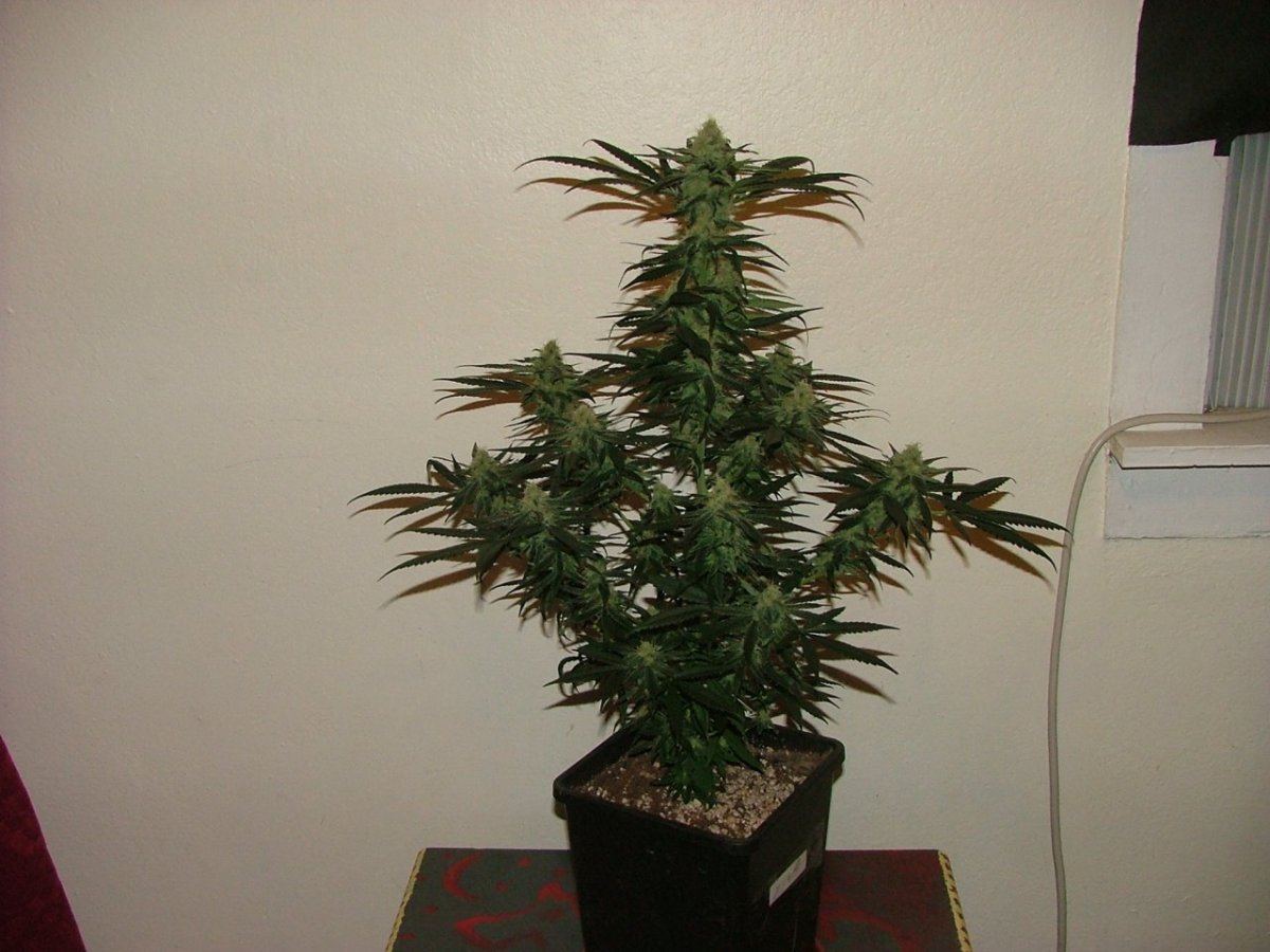 CC 1