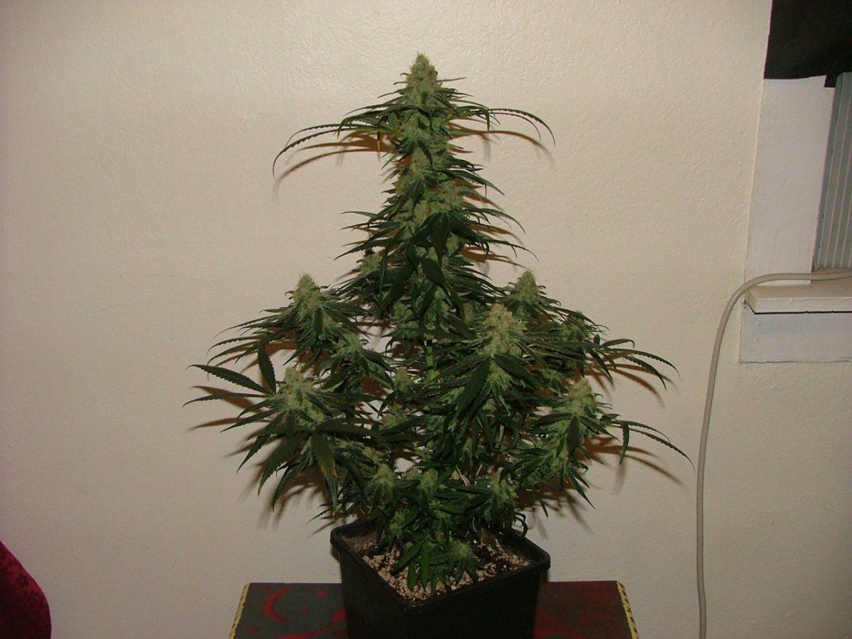 CC 1