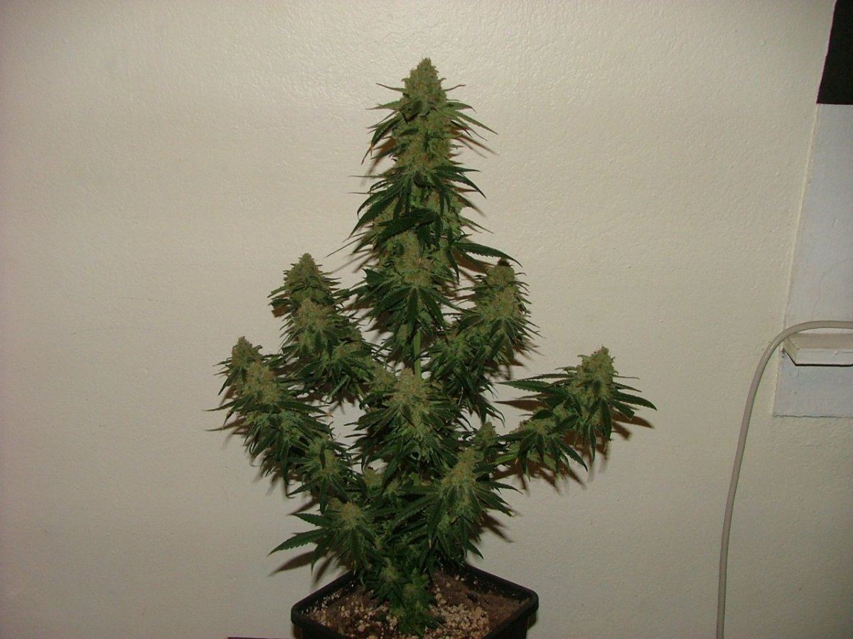 CC 1