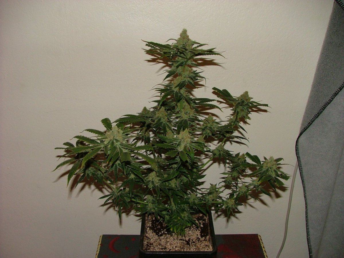 CC 1