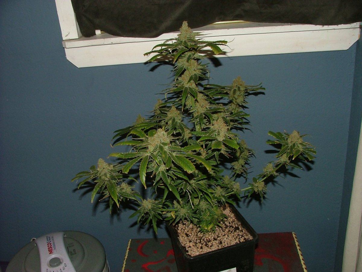 CC 1