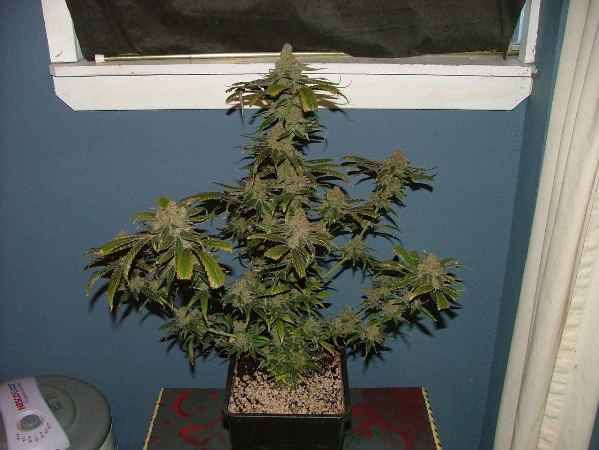 CC 1