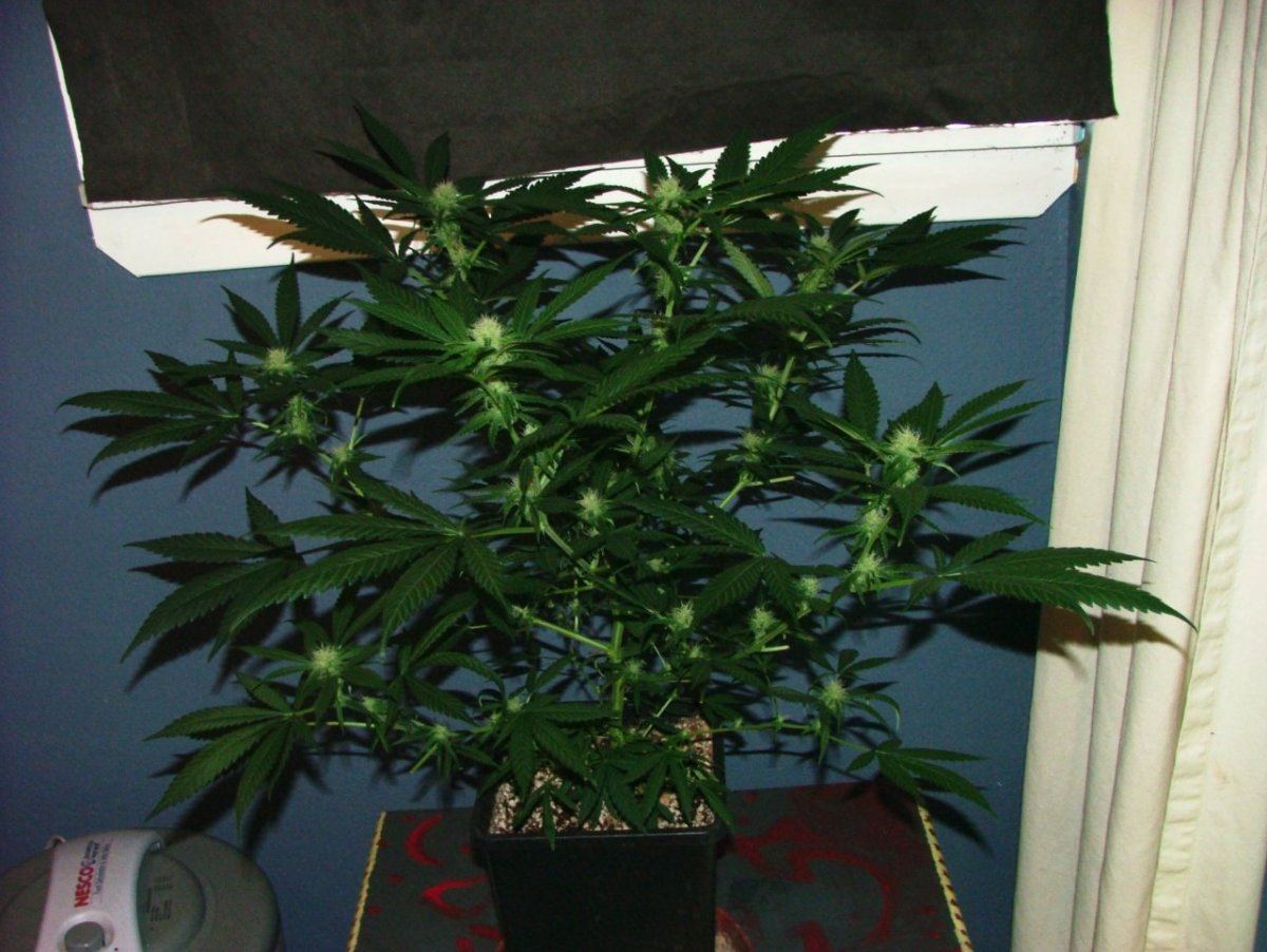 Cc 1