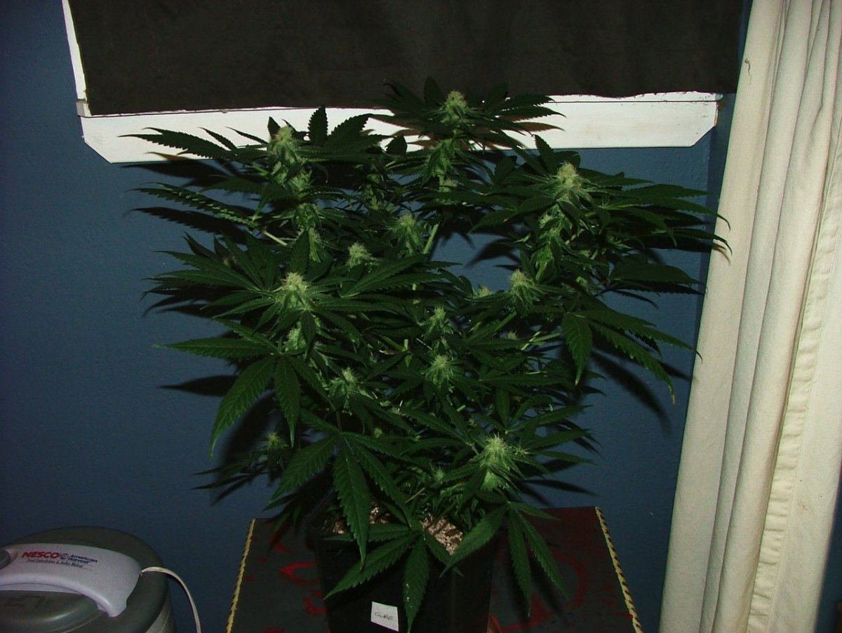Cc 1