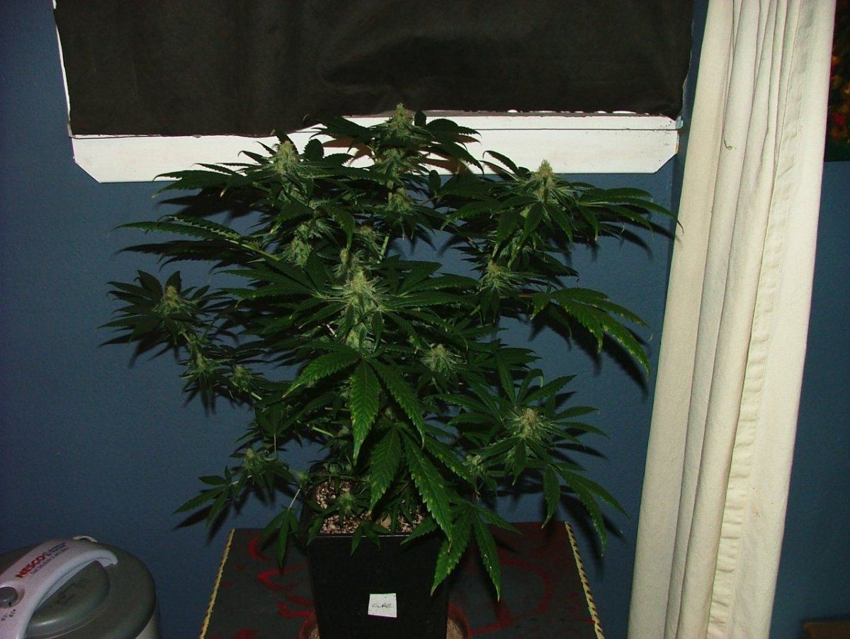 Cc 1