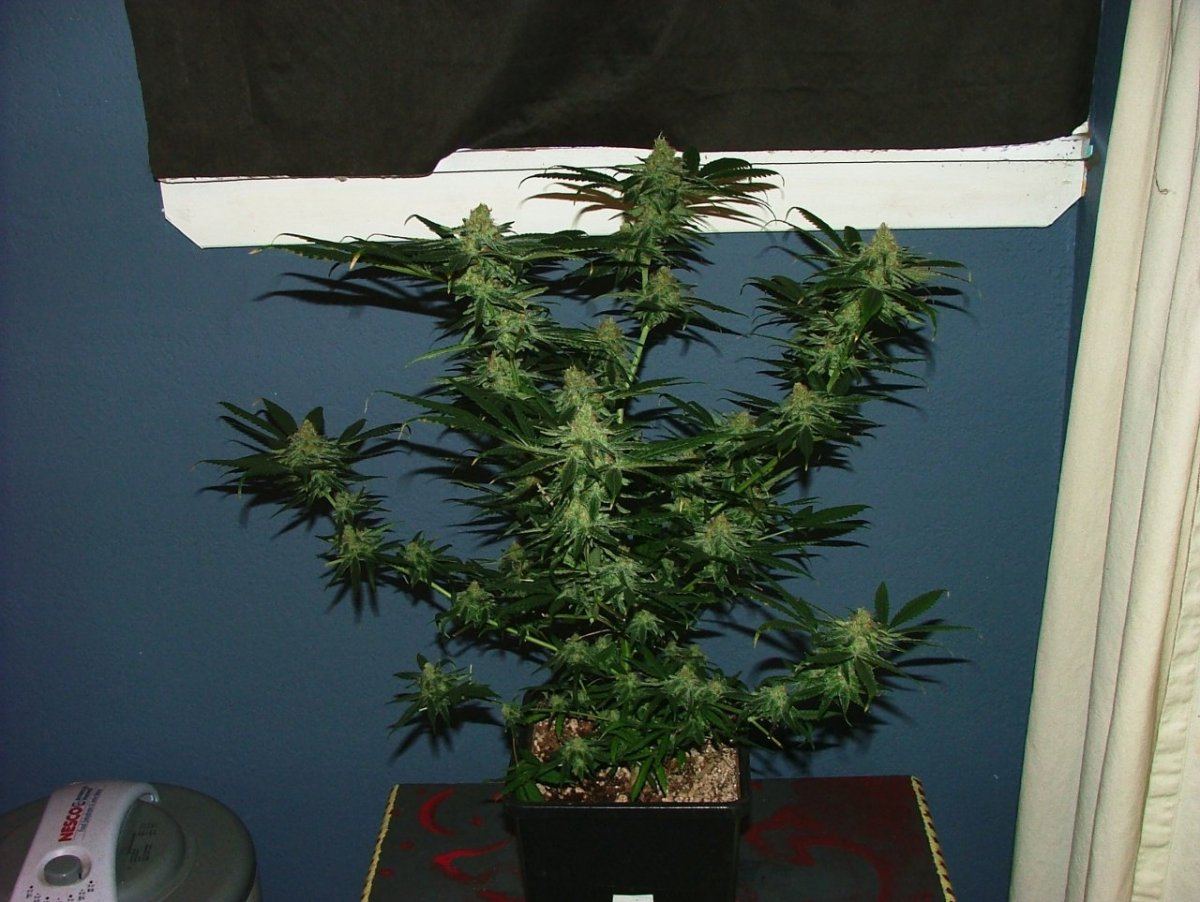 Cc 1