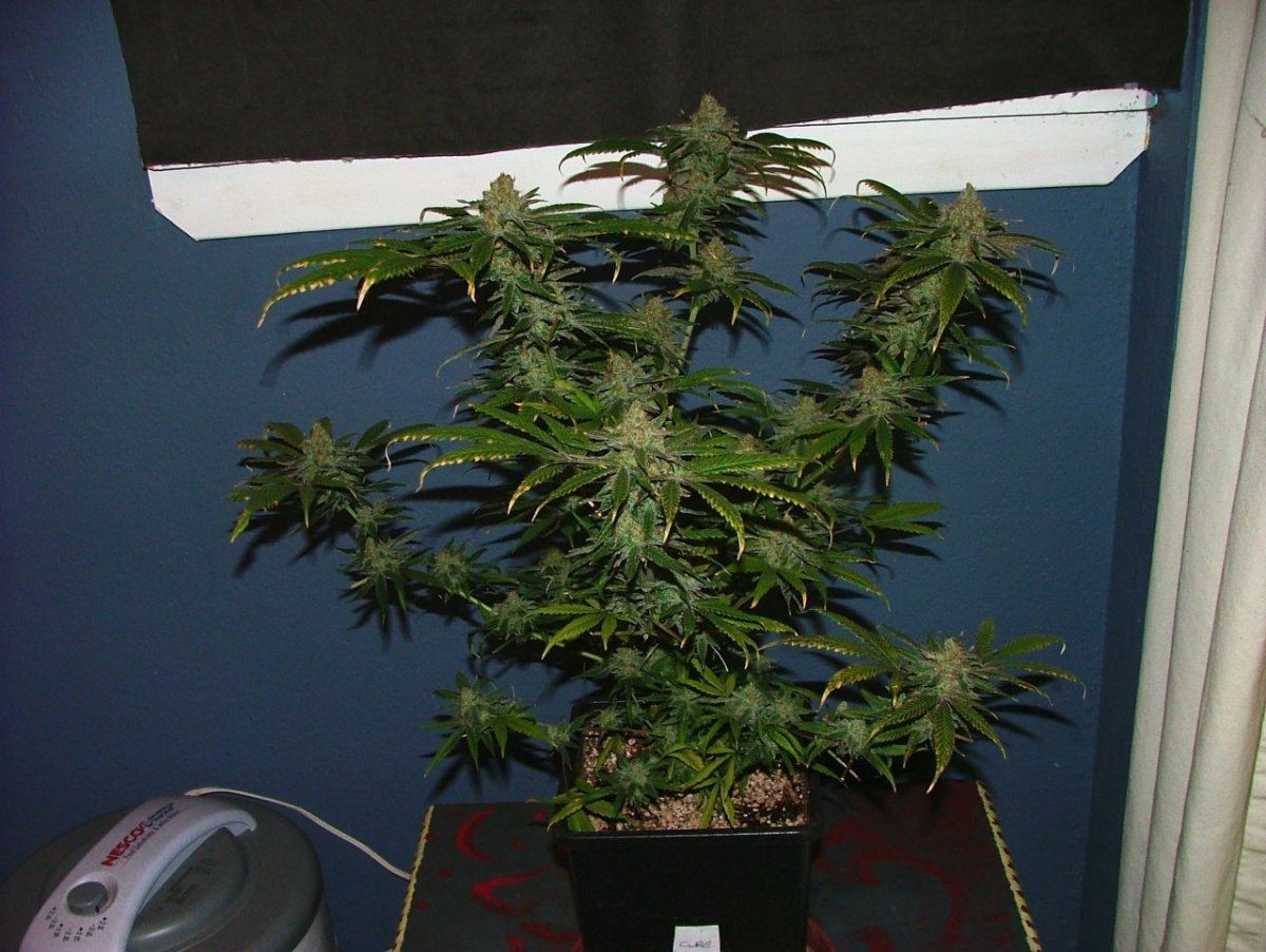 Cc 1