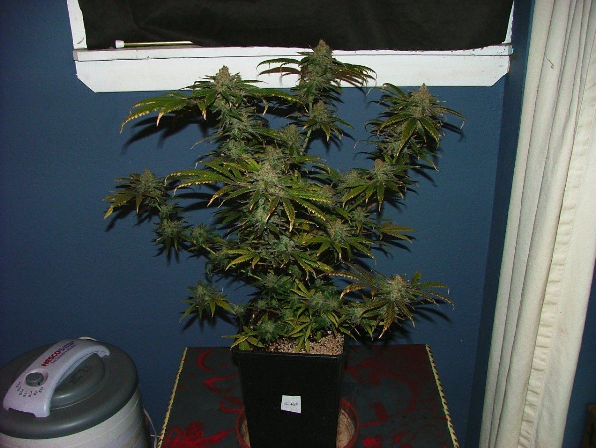 Cc 1