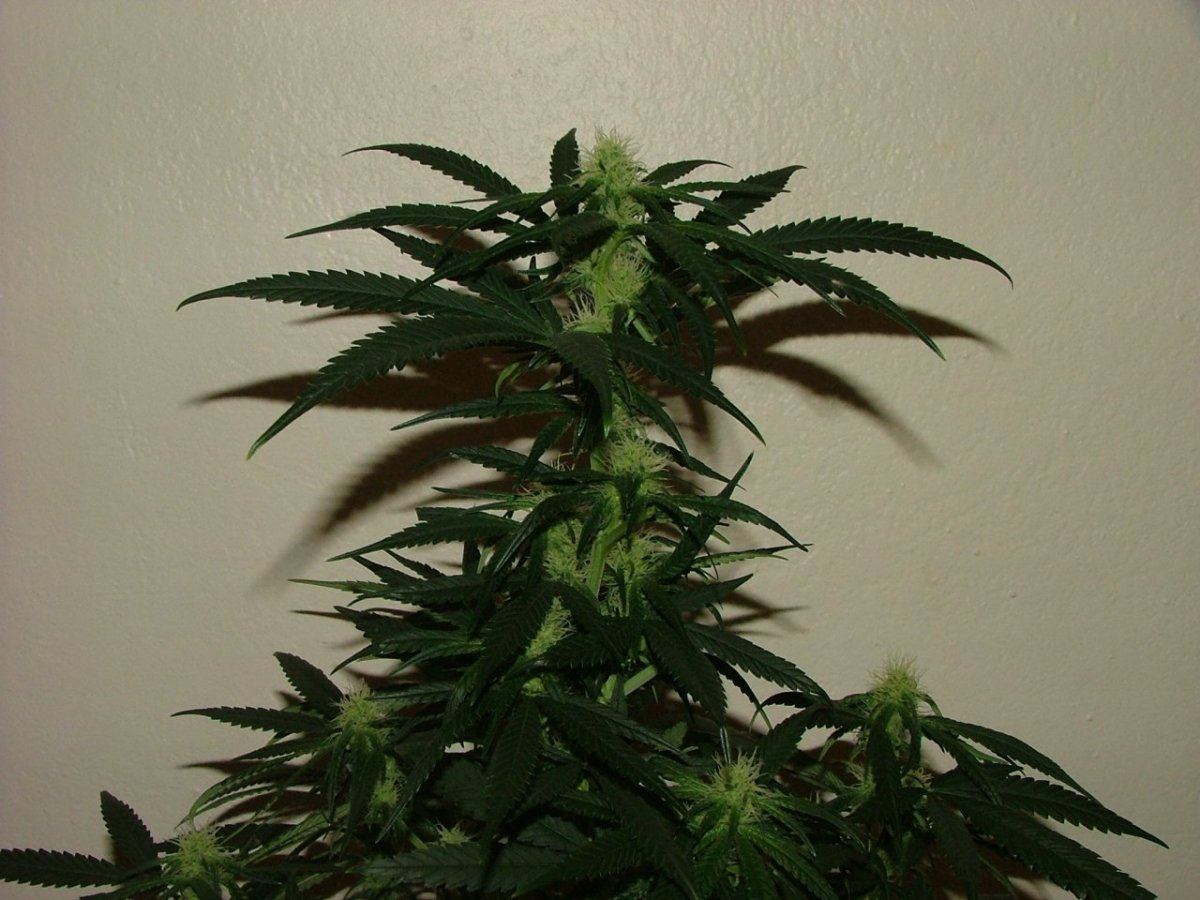 CC 2