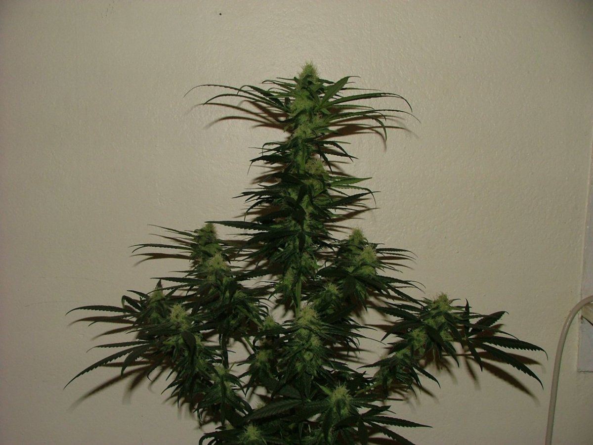 CC 2