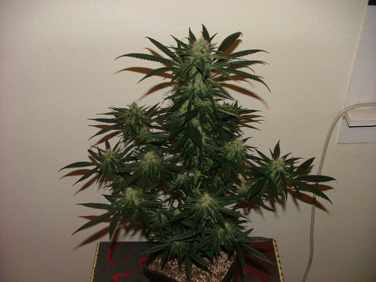 CC 2