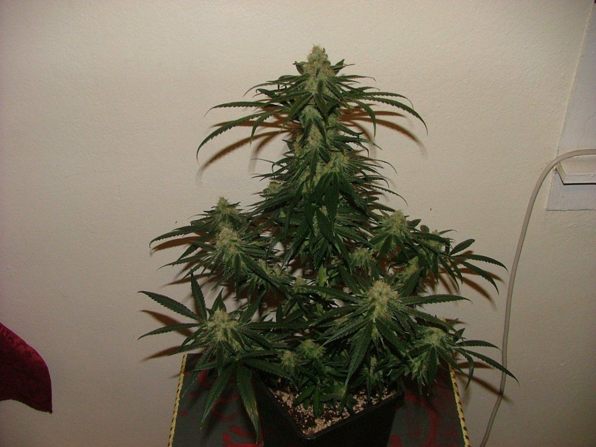 CC 2