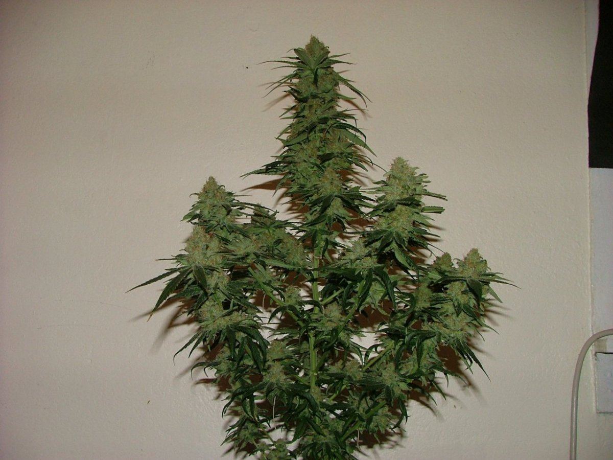 CC 2