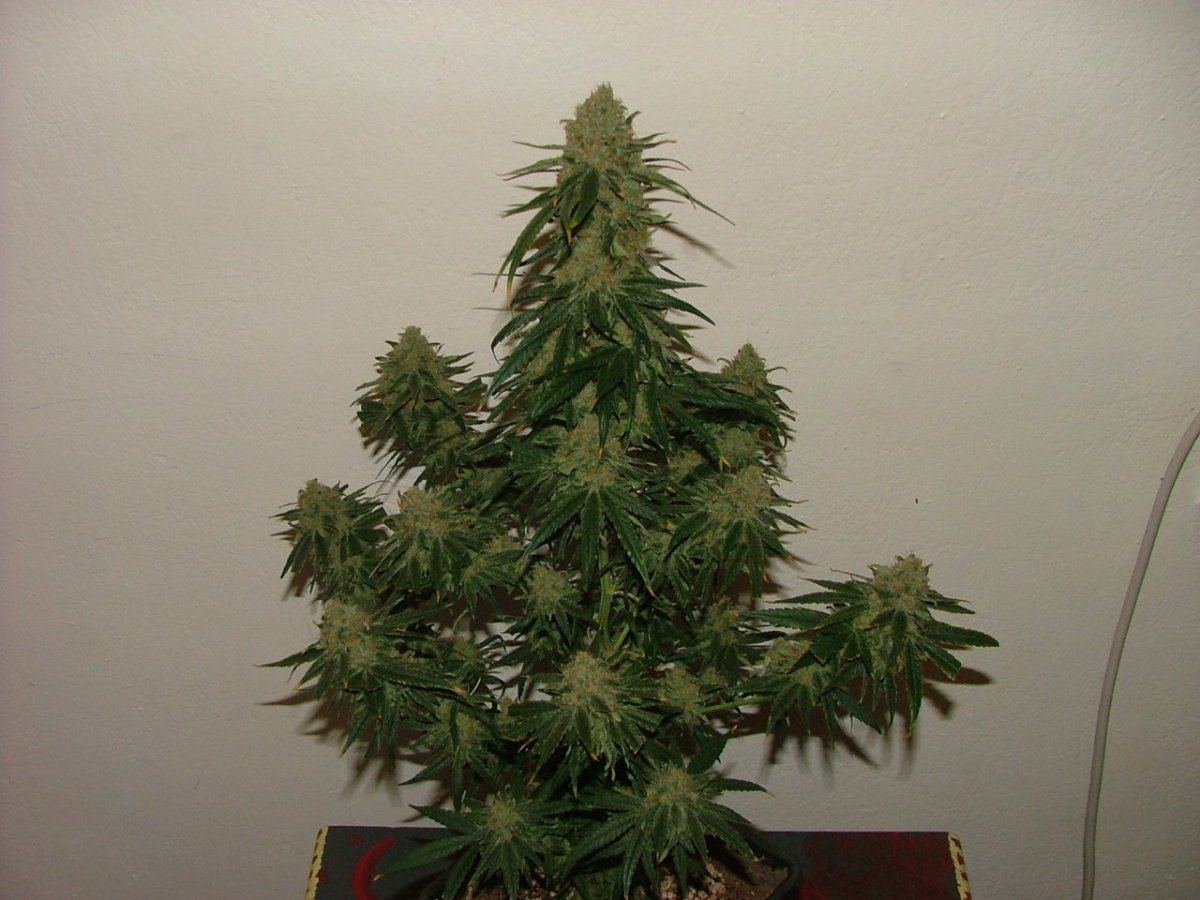 CC 2