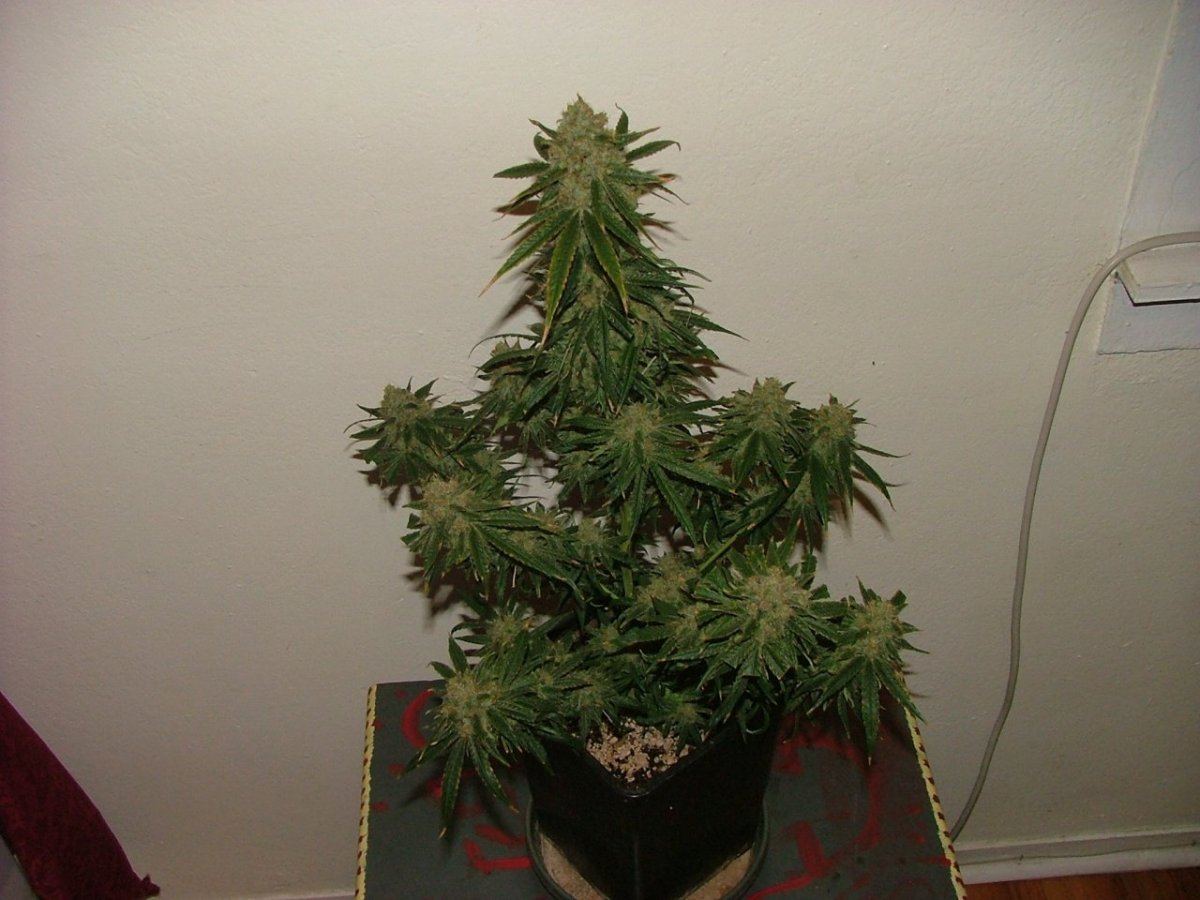 CC 2