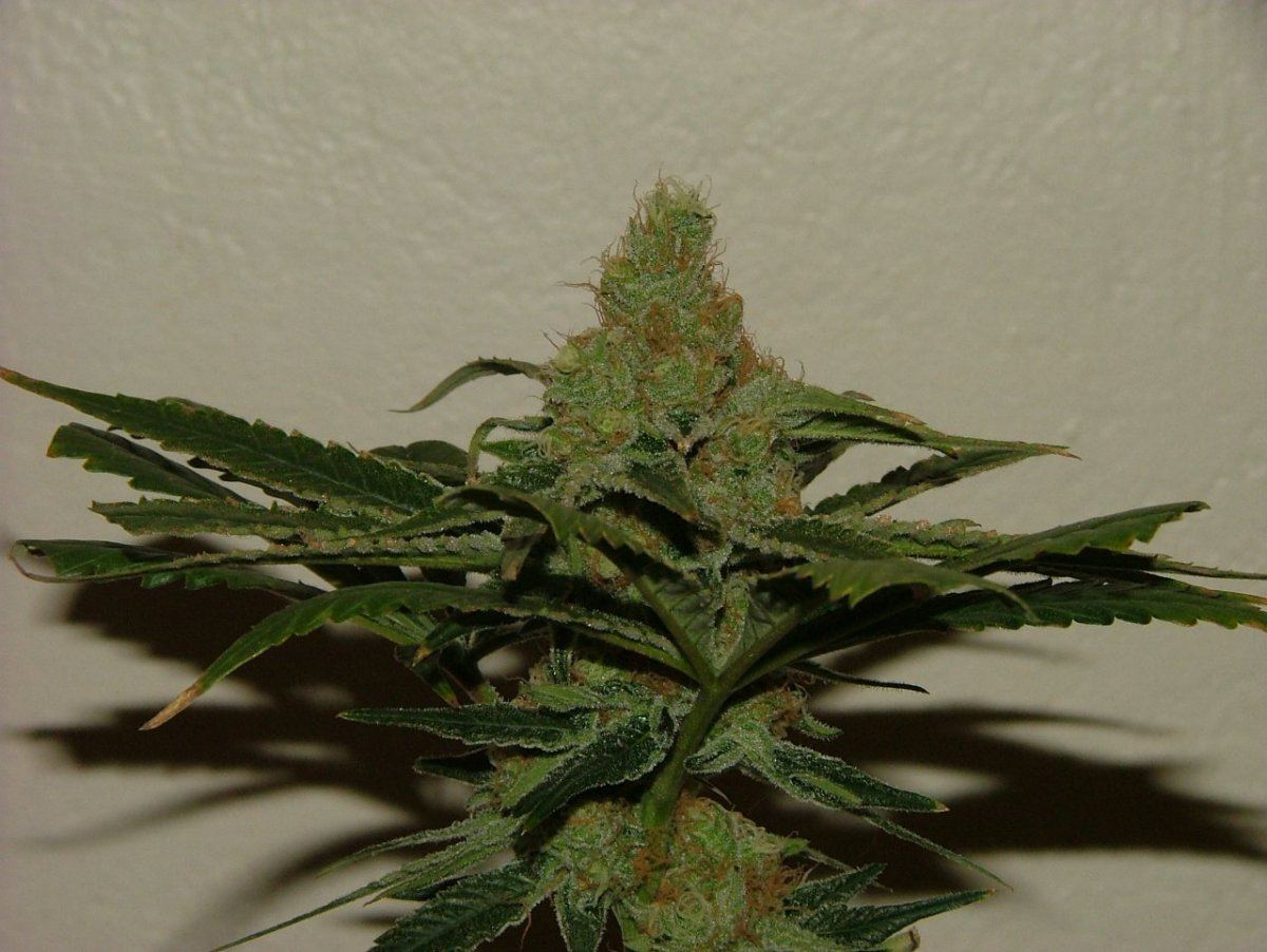 CC 2
