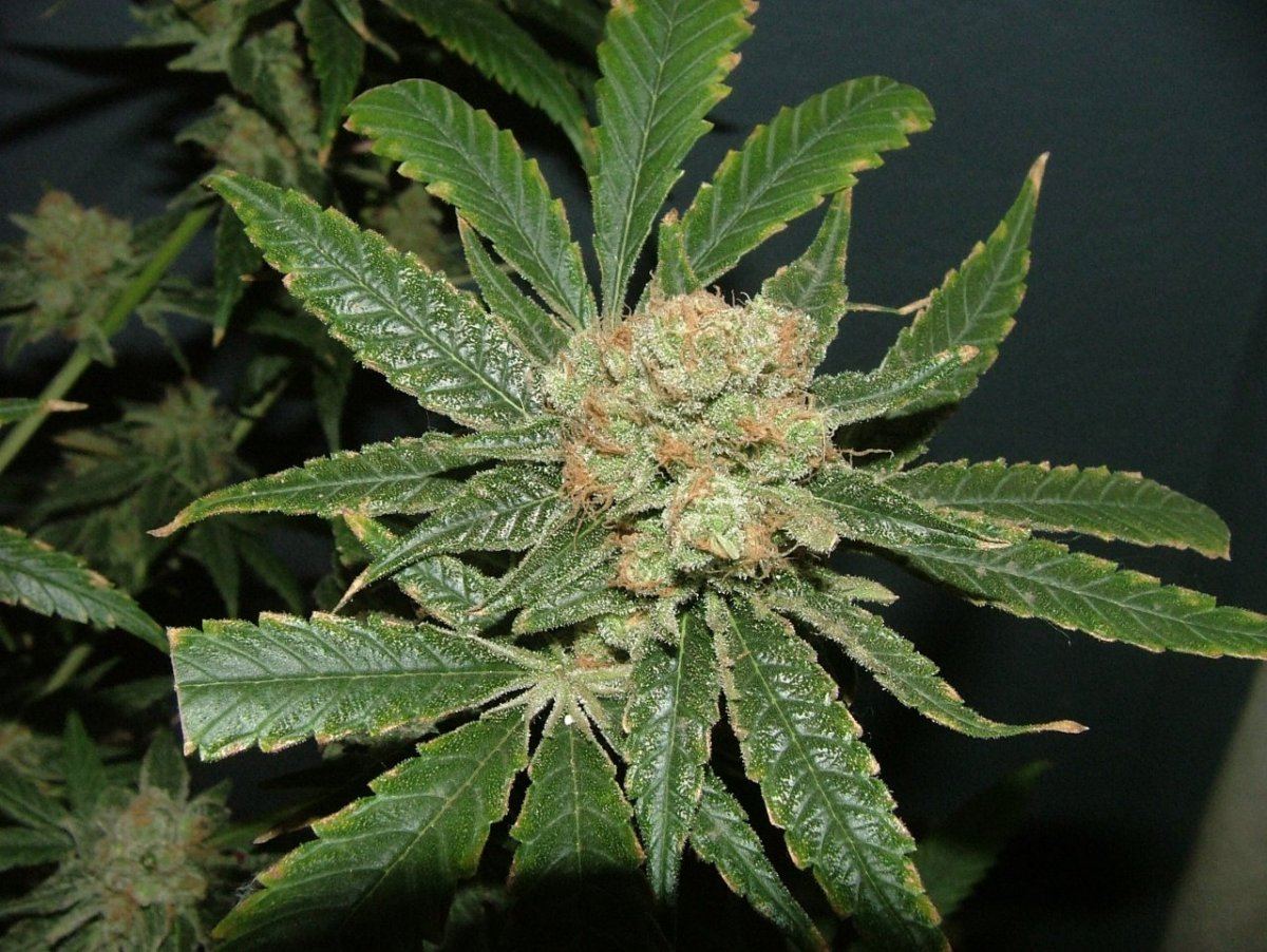 CC 2